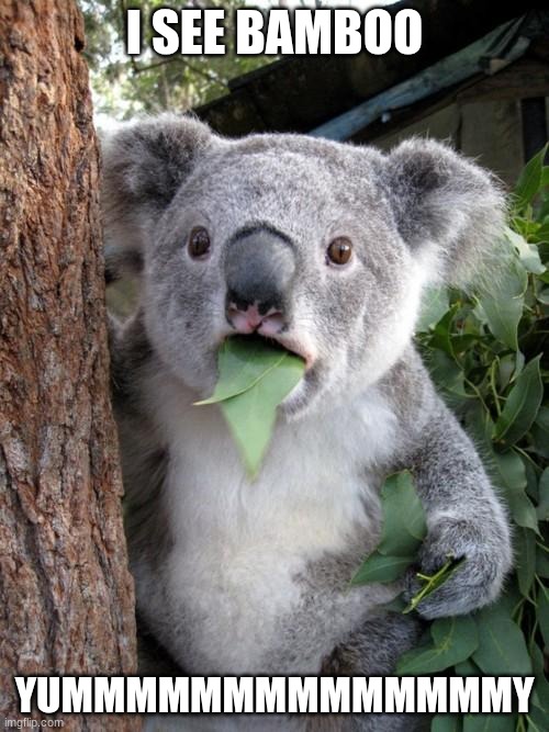 Surprised Koala Meme | I SEE BAMBOO; YUMMMMMMMMMMMMMMY | image tagged in memes,surprised koala | made w/ Imgflip meme maker