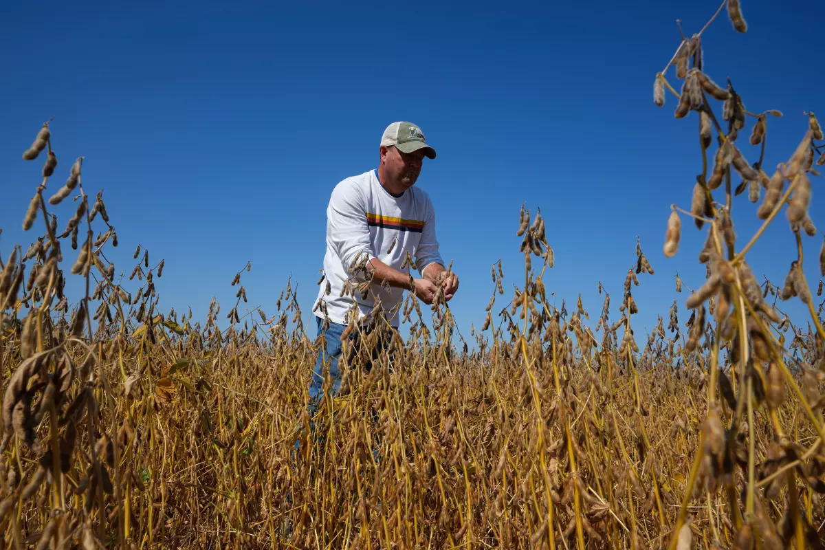 Soybean farmer Blank Meme Template