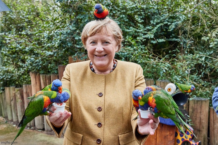 Merkel Papagei | image tagged in merkel papagei | made w/ Imgflip meme maker