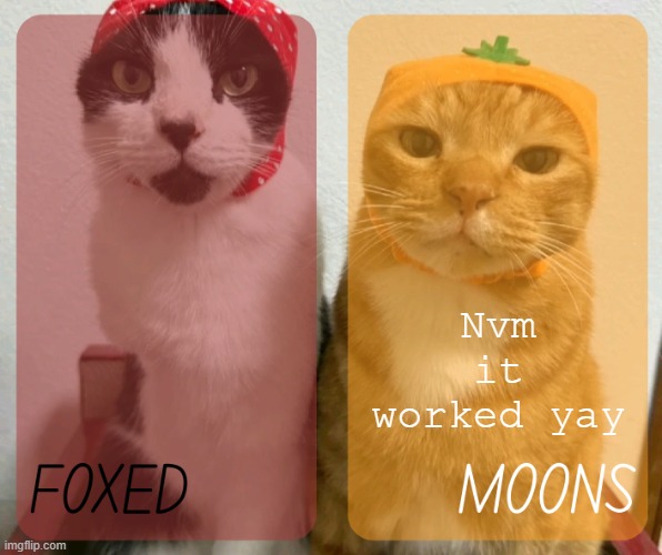 foxed and moons kitty temp 2 | Nvm it worked yay | image tagged in foxed and moons kitty temp 2 | made w/ Imgflip meme maker