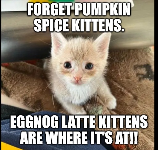 FORGET PUMPKIN SPICE KITTENS. EGGNOG LATTE KITTENS ARE WHERE IT'S AT!! | made w/ Imgflip meme maker