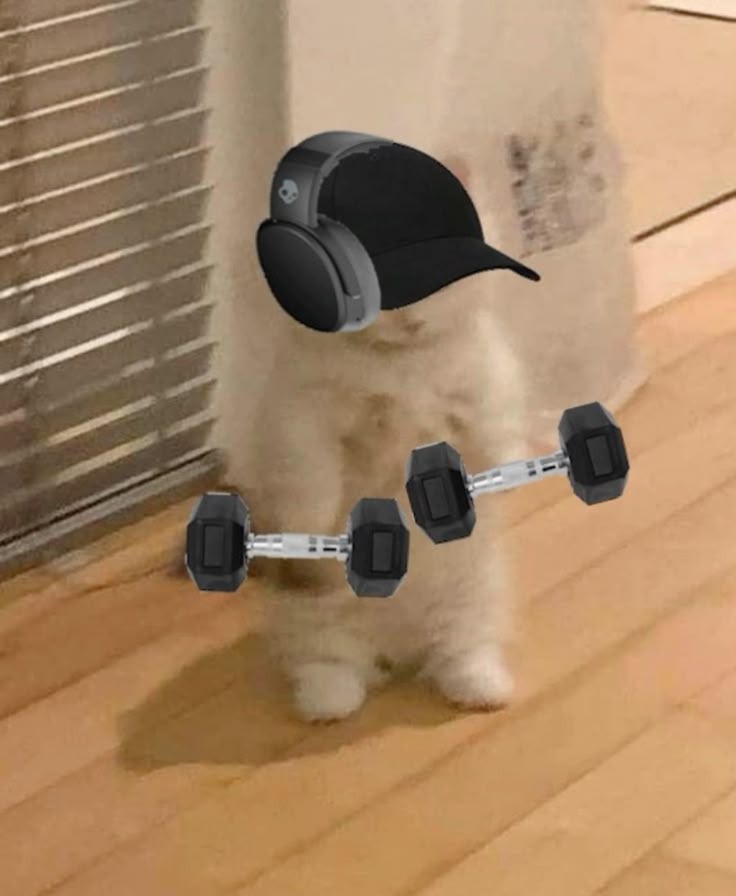 cat gym Blank Meme Template
