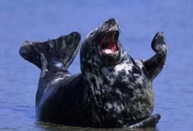 Laughing walrus | image tagged in laughing walrus | made w/ Imgflip meme maker