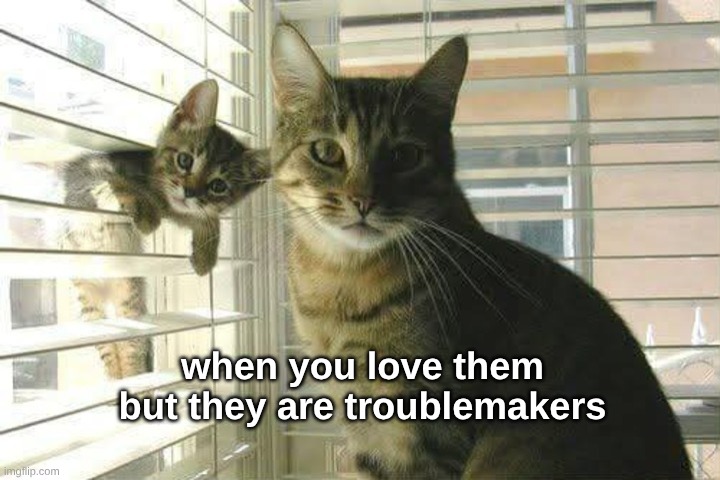 when you love them but they are troublemakers | image tagged in cats,trouble,big trouble,parenting,love | made w/ Imgflip meme maker