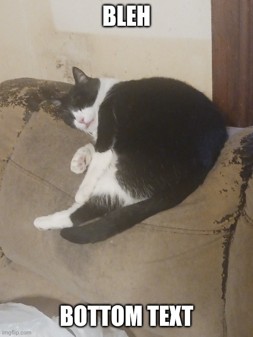 Bleh | BLEH; BOTTOM TEXT | image tagged in cats,sleeping,funny,bottom text | made w/ Imgflip meme maker