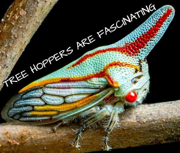 Do you think they are misunderstood? | TREE HOPPERS ARE FASCINATING | image tagged in bugs,insects | made w/ Imgflip meme maker