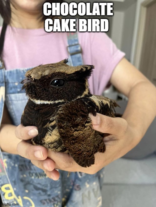 there is no shitpost | CHOCOLATE CAKE BIRD | image tagged in bird | made w/ Imgflip meme maker