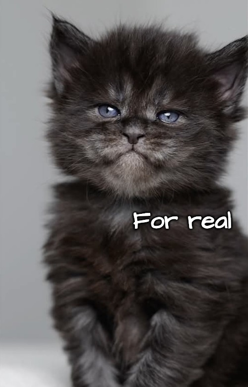 Disgruntled | For real | image tagged in disgruntled | made w/ Imgflip meme maker