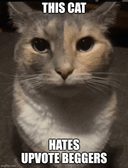 don't underestimate the cat (the tags say stupid upvote begging) | THIS CAT; HATES UPVOTE BEGGERS | image tagged in stupid,upvote begging | made w/ Imgflip meme maker