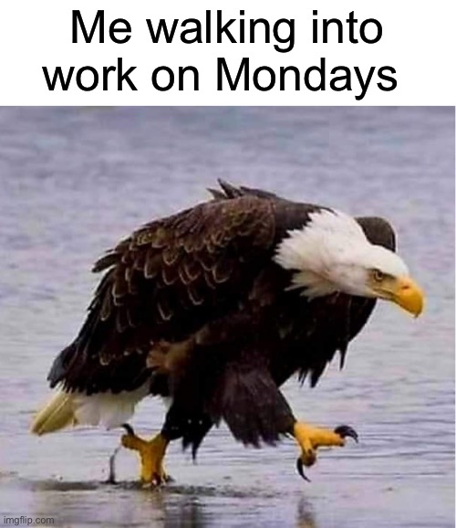 I hate Mondays | Me walking into work on Mondays | image tagged in funny,meme,eagle,monday,work | made w/ Imgflip meme maker