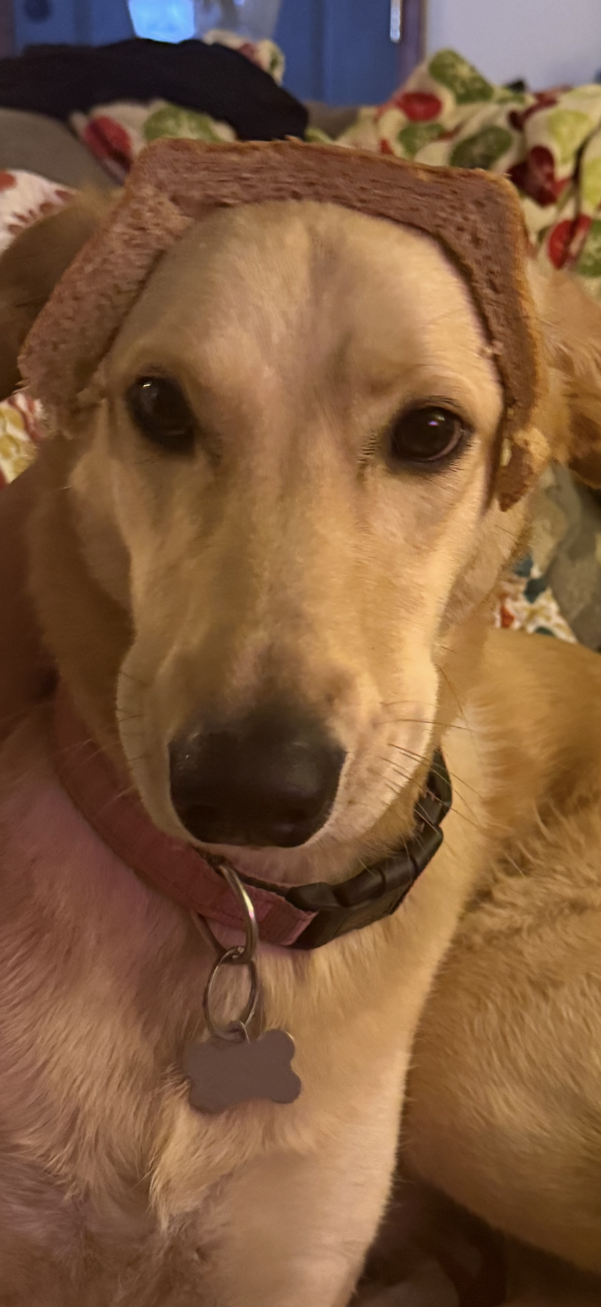 Queen of the Bread Borks Blank Meme Template