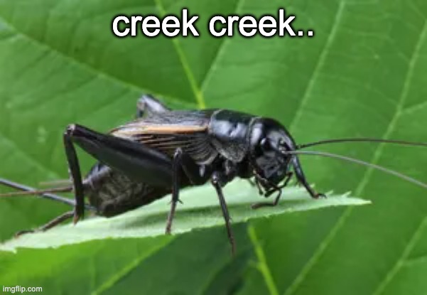 Creek creek | creek creek.. | image tagged in crickets,cricket | made w/ Imgflip meme maker