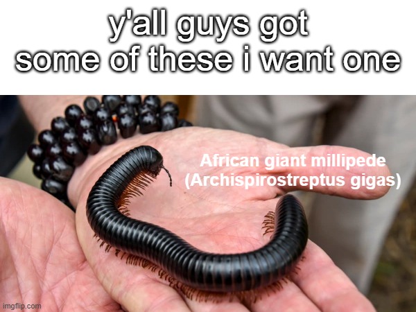 millipede :D | y'all guys got some of these i want one; African giant millipede
(Archispirostreptus gigas) | image tagged in millipede,memes | made w/ Imgflip meme maker