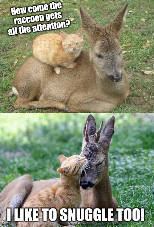 How come the raccoon gets all the attention? I LIKE TO SNUGGLE TOO! | made w/ Imgflip meme maker
