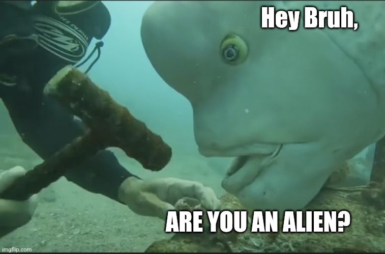 Big fish funny face | Hey Bruh, ARE YOU AN ALIEN? | image tagged in big fish funny face | made w/ Imgflip meme maker