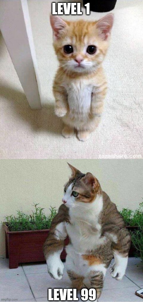 Level 100 ? | LEVEL 1; LEVEL 99 | image tagged in memes,cute cat,strong cat | made w/ Imgflip meme maker