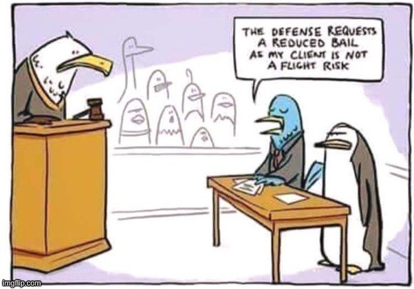 image tagged in comics,courtroom,birds,penguin,not a flight risk | made w/ Imgflip meme maker