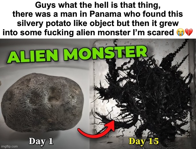 It was MOVING too.. | Guys what the hell is that thing, there was a man in Panama who found this silvery potato like object but then it grew into some fucking alien monster I’m scared 😭💔 | image tagged in alien,monster,creepy,weird,interesting,scary | made w/ Imgflip meme maker