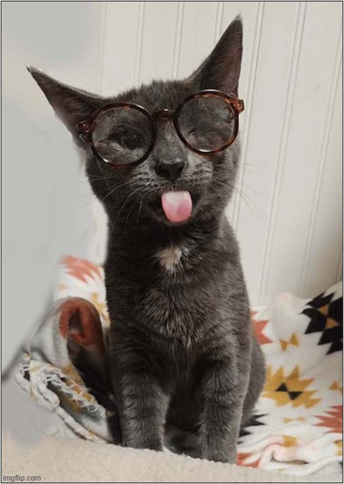 That's A Cheeky Wink ! | image tagged in cats,cheeky,wink | made w/ Imgflip meme maker