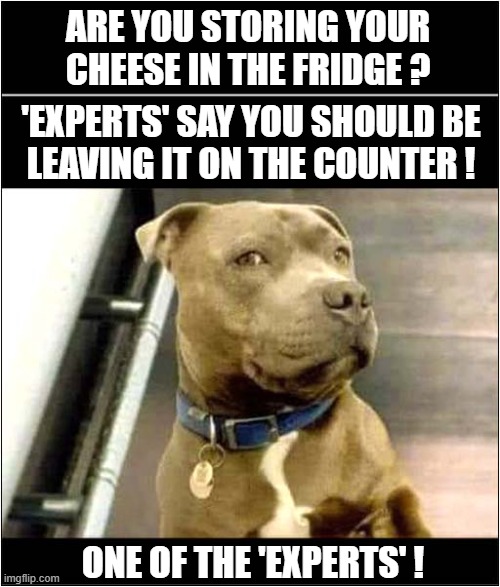 This Seems Suspiciously Wrong ! | ARE YOU STORING YOUR CHEESE IN THE FRIDGE ? 'EXPERTS' SAY YOU SHOULD BE
LEAVING IT ON THE COUNTER ! ONE OF THE 'EXPERTS' ! | image tagged in dogs,cheese,the expert | made w/ Imgflip meme maker