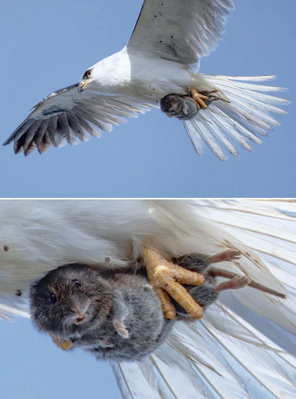 High Quality Small animal caught by a predator Blank Meme Template