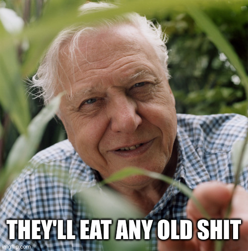 Sir David Attenborough | THEY'LL EAT ANY OLD SHIT | image tagged in sir david attenborough | made w/ Imgflip meme maker