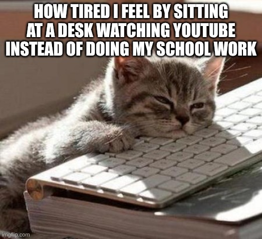 tired cat | HOW TIRED I FEEL BY SITTING AT A DESK WATCHING YOUTUBE INSTEAD OF DOING MY SCHOOL WORK | image tagged in tired cat,i want to go eempy,i should be doing my work,but,i don't wanna,doing biology | made w/ Imgflip meme maker