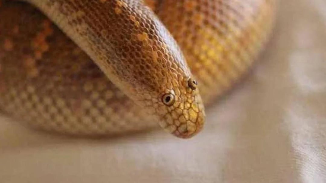 Arabian Sand Boa Can You Don't Blank Meme Template