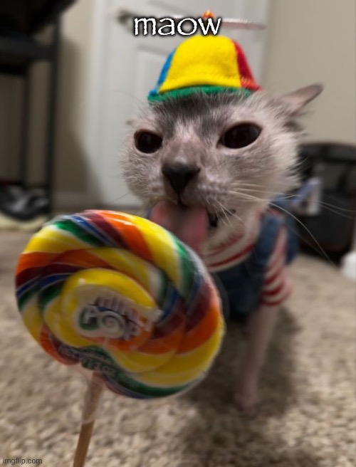 silly goober | maow | image tagged in silly goober | made w/ Imgflip meme maker
