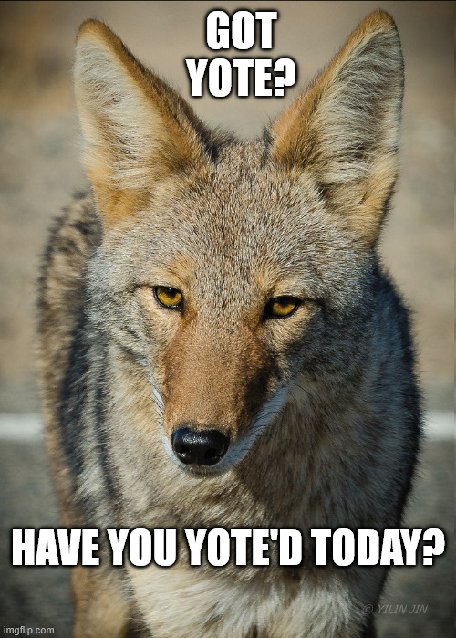 Got Yote? | GOT YOTE? HAVE YOU YOTE'D TODAY? | image tagged in coyote | made w/ Imgflip meme maker