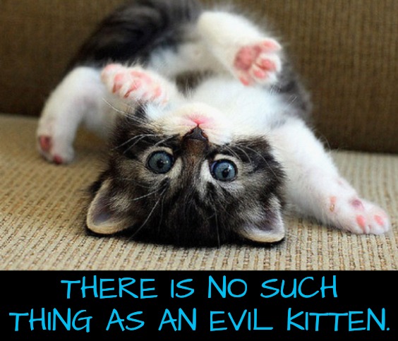 No such thing, no way!! | THERE IS NO SUCH THING AS AN EVIL KITTEN. | image tagged in cute kitten | made w/ Imgflip meme maker