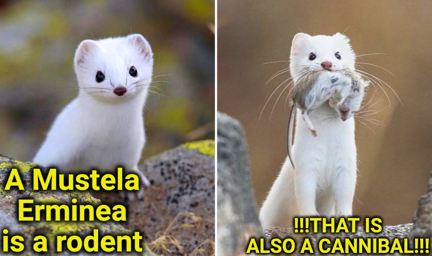 Seriously? We let our children keep RODENTS?!?! | !!!THAT IS ALSO A CANNIBAL!!! A Mustela Erminea
is a rodent | image tagged in good lord say it isn't so | made w/ Imgflip meme maker