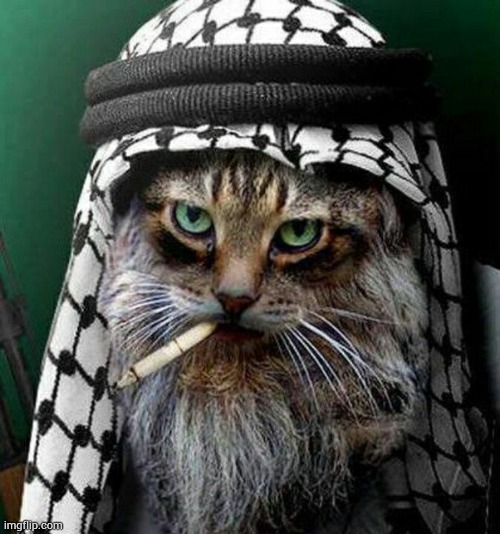 peak on a scale of 10 | image tagged in smoking cat 2 | made w/ Imgflip meme maker