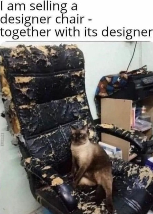 Chair Designer | image tagged in cats,funny cats,chair,designer,cat art,funny memes | made w/ Imgflip meme maker