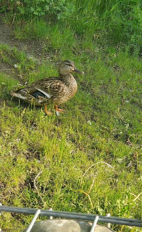 Duck | made w/ Imgflip meme maker
