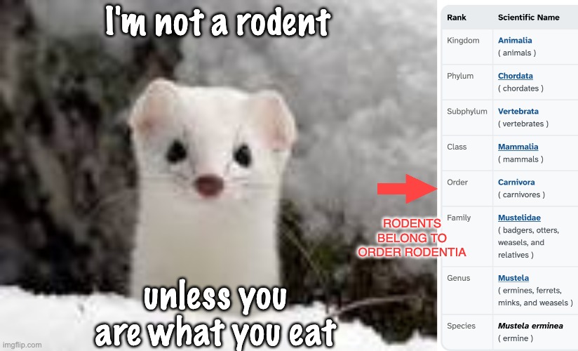 I'm not a rodent unless you are what you eat RODENTS BELONG TO ORDER RODENTIA | made w/ Imgflip meme maker