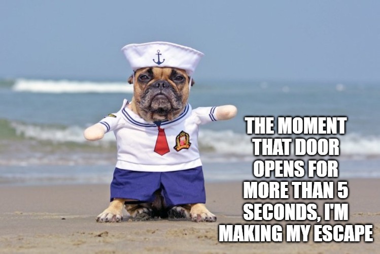 THE MOMENT THAT DOOR OPENS FOR MORE THAN 5 SECONDS, I'M MAKING MY ESCAPE | image tagged in originalcontentonly,bad pet photos,dogs | made w/ Imgflip meme maker