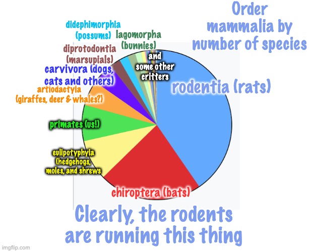 Yes, from Wikipedia, but, ooh, fascinating | Order mammalia by number of species; didephimorphia (possums); lagomorpha (bunnies); diprotodontia (marsupials); and some other critters; carvivora (dogs, cats and others); rodentia (rats); artiodactyla (giraffes, deer & whales?); primates (us!); eulipotyphyia (hedgehogs, moles, and shrews; chiroptera (bats); Clearly, the rodents are running this thing | image tagged in pie chart,rodents,mammals,life | made w/ Imgflip meme maker