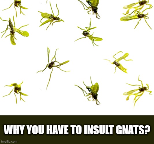 Greenery Unlimited | How to Treat Fungus Gnats | WHY YOU HAVE TO INSULT GNATS? | image tagged in greenery unlimited how to treat fungus gnats | made w/ Imgflip meme maker