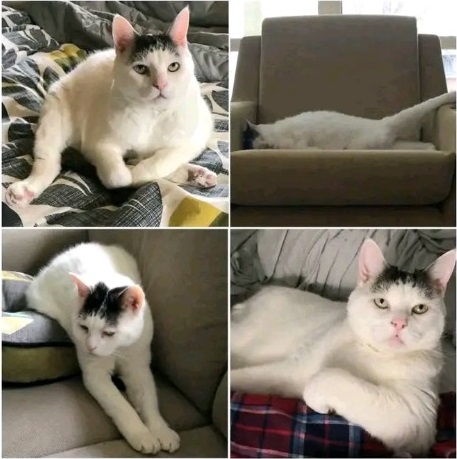 sad Cat Blank Meme Template