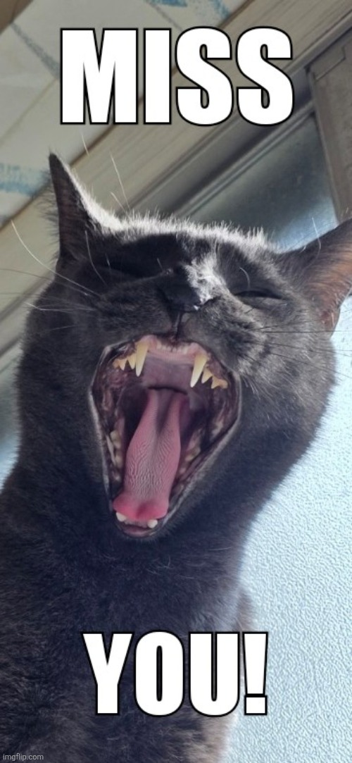 Miss you! | image tagged in cats,cute,pets,i love you,sad linus,kitty | made w/ Imgflip meme maker