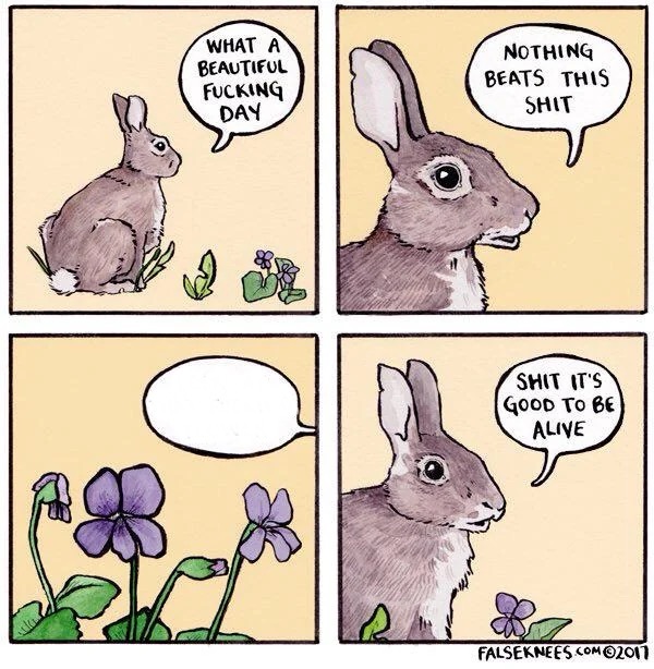 High Quality Good shit bunny Blank Meme Template