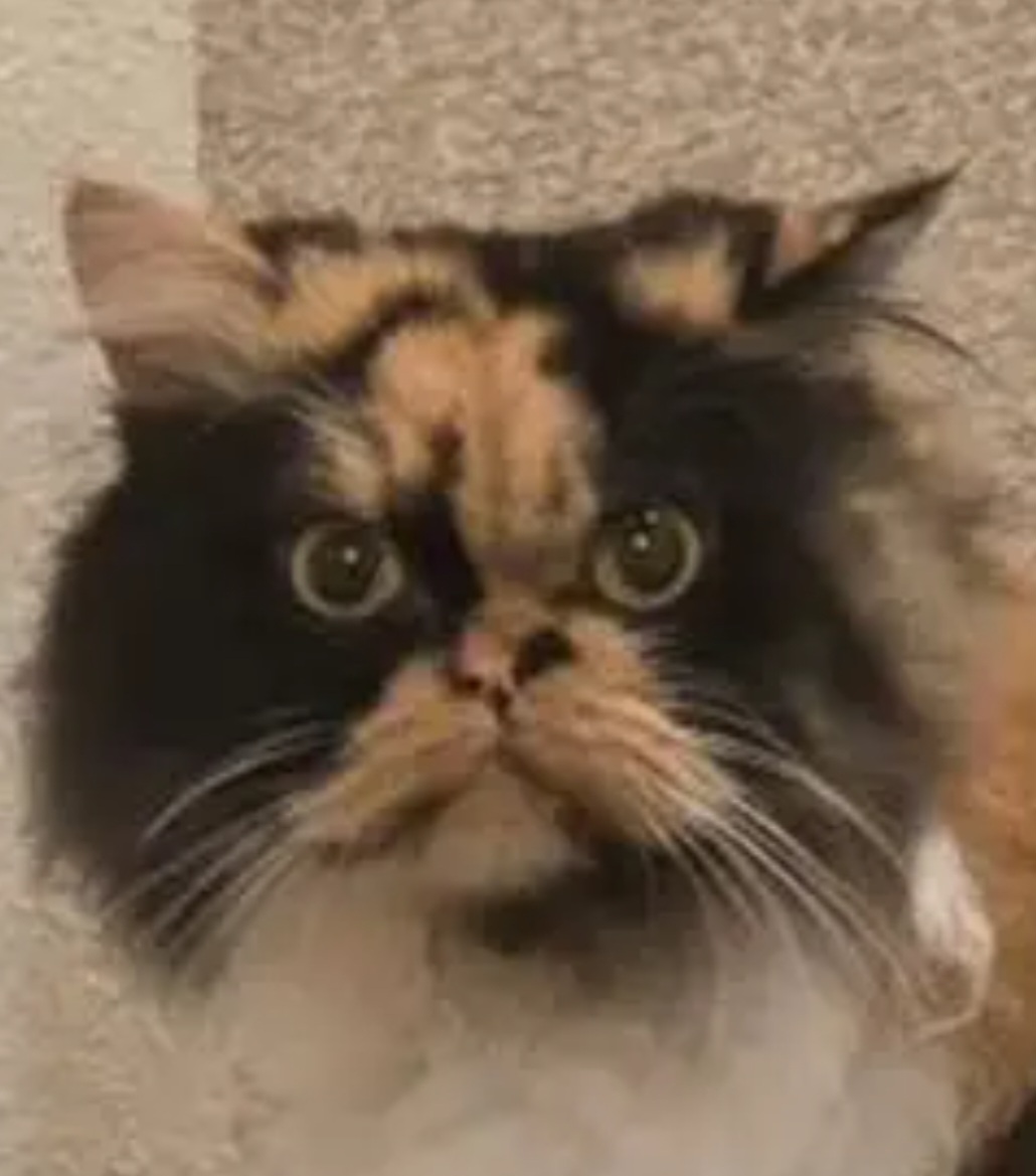 Angry cat Blank Meme Template