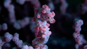 SeaHorse Blank Meme Template