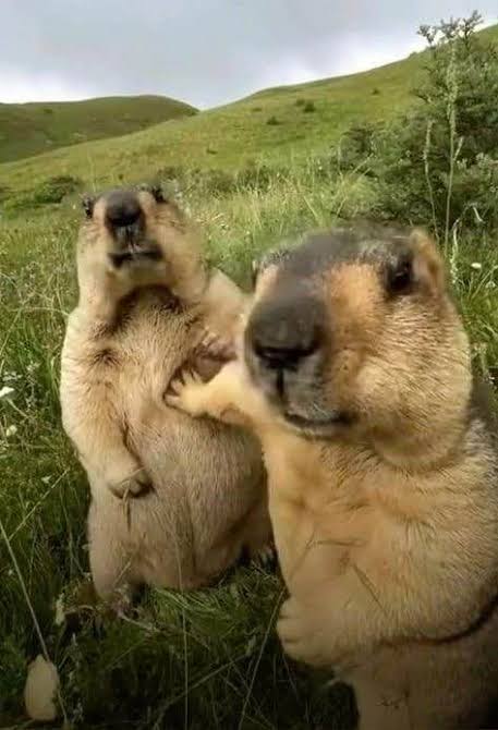 Let Him Cook Marmots Blank Meme Template