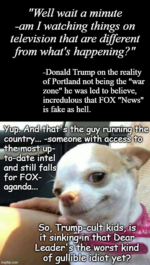 Only young children and the mentally infirm just accept what they see on TV as gospel. | "Well wait a minute
-am I watching things on
television that are different
from what's happening?"; -Donald Trump on the reality
of Portland not being the "war
zone" he was led to believe,
incredulous that FOX "News"
is fake as hell. Yup. And that's the guy running the
country... -someone with access to
the most up- 
to-date intel
and still falls
for FOX-
aganda... So, Trump-cult kids, is
it sinking in that Dear
Leader's the worst kind
of gullible idiot yet? | image tagged in short black template,chihuahua smirk,trump unfit unqualified dangerous,moron | made w/ Imgflip meme maker
