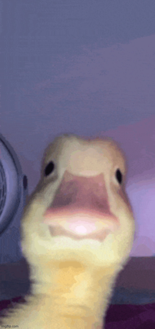 If this gets 80 upvotes i'll do a face reveal | image tagged in duck | made w/ Imgflip meme maker