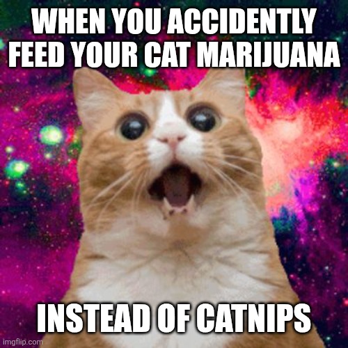 Kitties be trippin | WHEN YOU ACCIDENTLY FEED YOUR CAT MARIJUANA; INSTEAD OF CATNIPS | image tagged in memes,kitten,weed | made w/ Imgflip meme maker