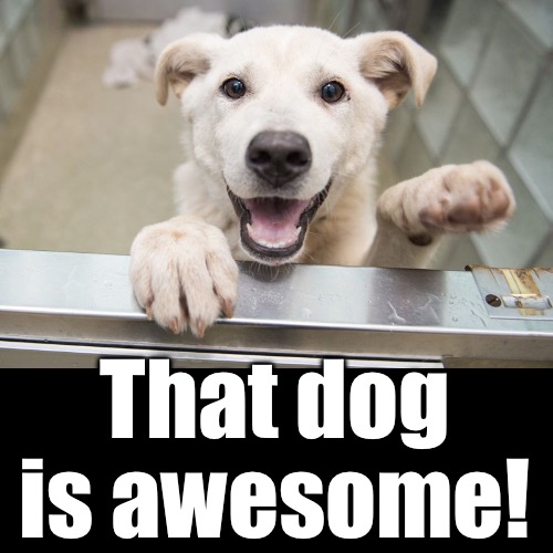 That dog is awesome! | made w/ Imgflip meme maker