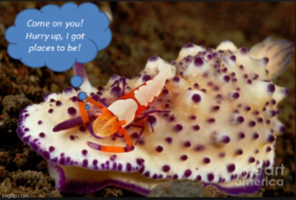 Come On You! Hurry Up, I Got Places To Be! | image tagged in biology,nature,ocean | made w/ Imgflip meme maker